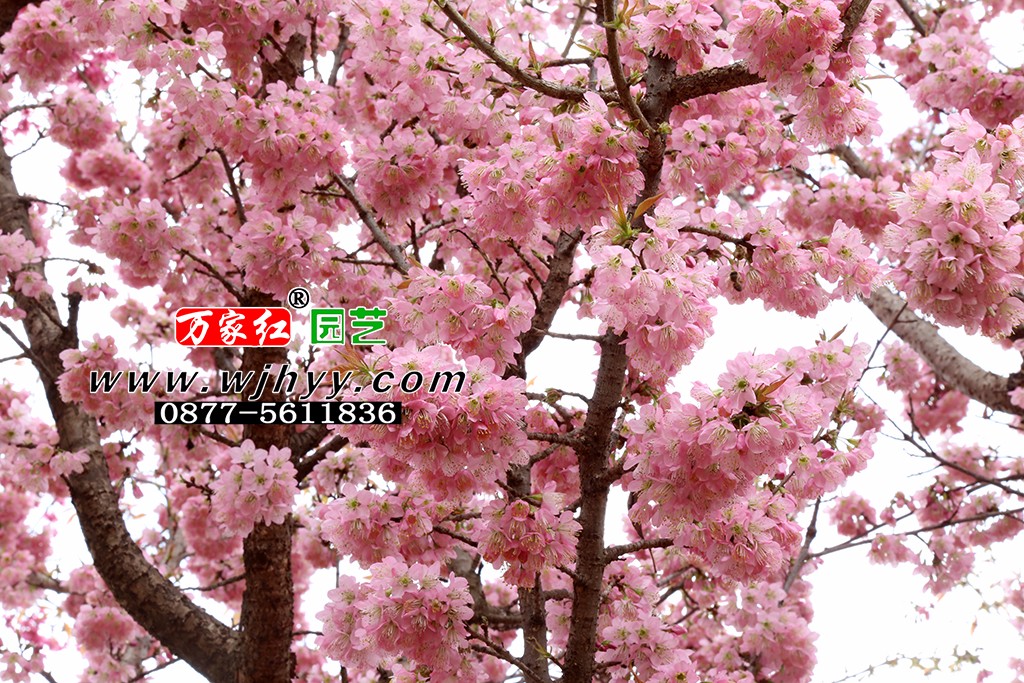 仙女櫻花